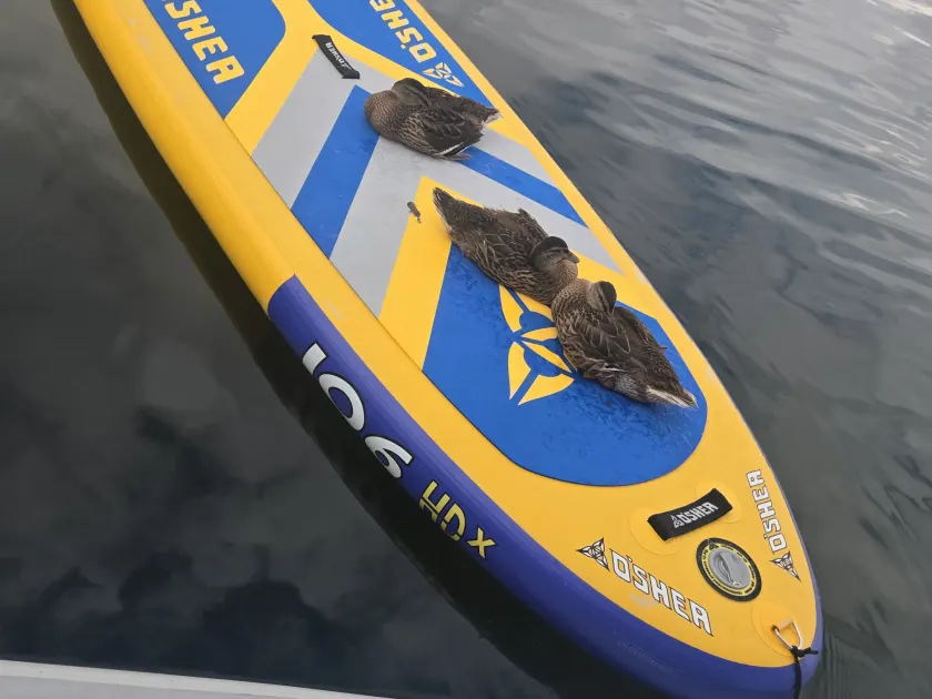 SUP Ducks